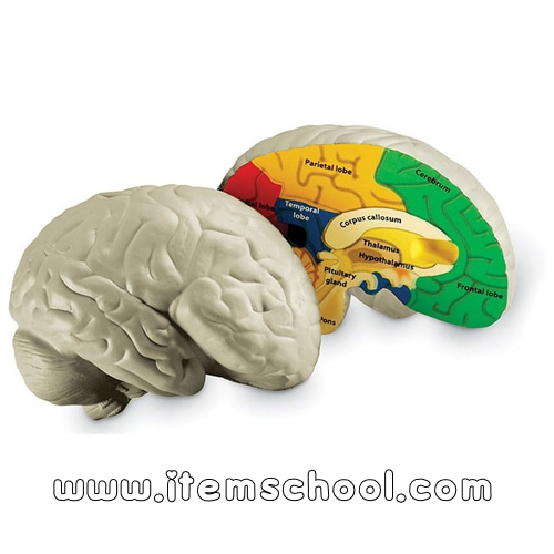 인체 뇌 단면 모형 Cross-Section Human Brain Model