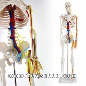 인체골격 순환계모형(85cm)