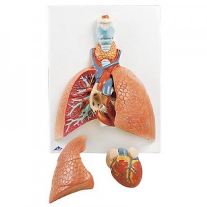 후두가 포함된 폐 모형 Lung Model with Larynx, 5 part