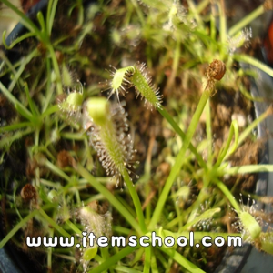 식충식물-긴잎끈끈이주걱(대)-2개부터가능