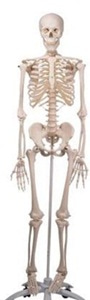 전신골격모형 “Stan&quot; Skeleton Stan A10 on metal stand with 5 casters A10
