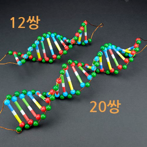 두루마리 DNA 12쌍 4명 set