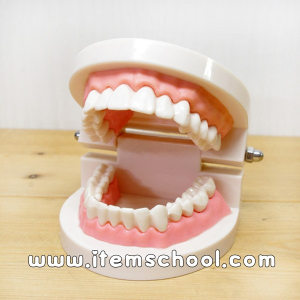 인체 치아 모형(1대1)R