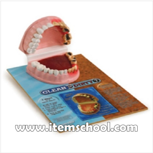 치아 비교모형