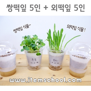 새싹(2종)기르기 [쌍떡잎(5인)+외떡잎(5인)]