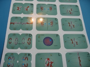 세포분열카드(10세트)-학교만구매가능