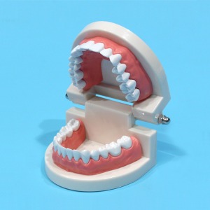 치아모형(일반형-소형)