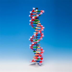 22 염기쌍 DNA 분자모형/DNA MODEL