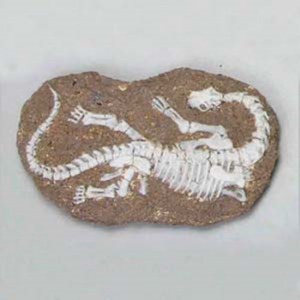 공룡화석발굴 - 카마라사우루스[DF7]