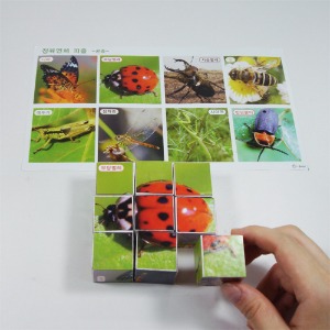 정육면체 퍼즐 곤충 5인용