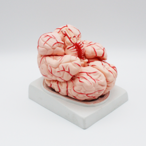 뇌의 구조모형 B형 9등분