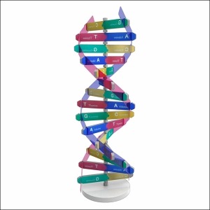 DNA 입체 모형 만들기 1인용