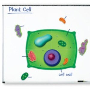 EDU 6038 식물 세포 자석 자료 세트 Magnetic Plant Cells