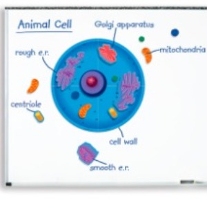 EDU 6039 동물 세포 자석 자료 세트 Magnetic Animal Cells