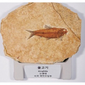 초등 전시용 화석 물고기