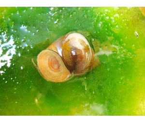 우렁이 물달팽이 10마리