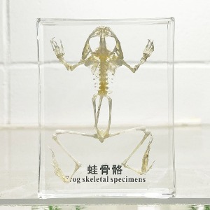 개구리 뼈 표본