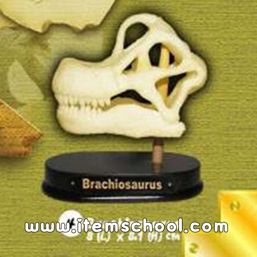 공룡두개골발굴 - 브라키오사우루스(소형) [DSS4]