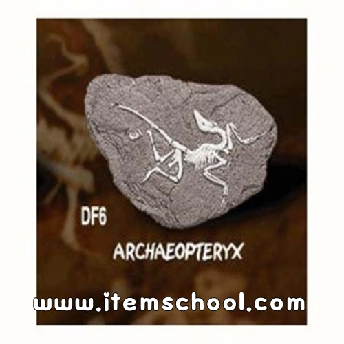 공룡화석발굴 - 아르케오프테릭스[DF6]