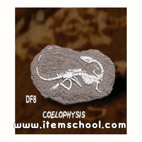 공룡화석발굴 - 코엘료피시스[DF8]
