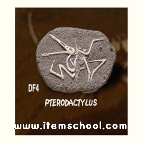 공룡화석발굴 - 프테로닥티루스[DF4]