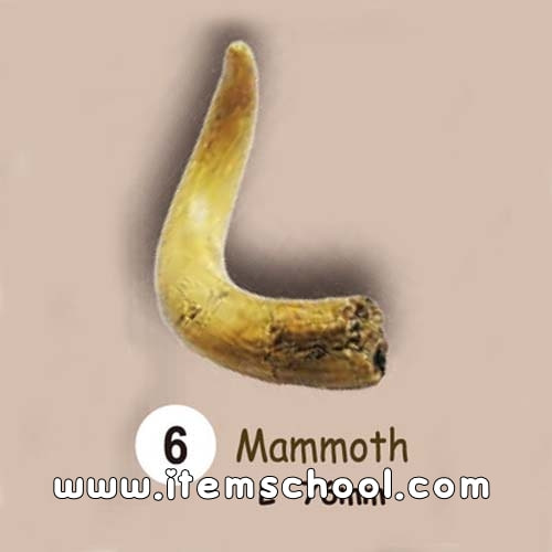 동물.공룡이빨화석발굴 - 맘모스 Mammoth [TF6]