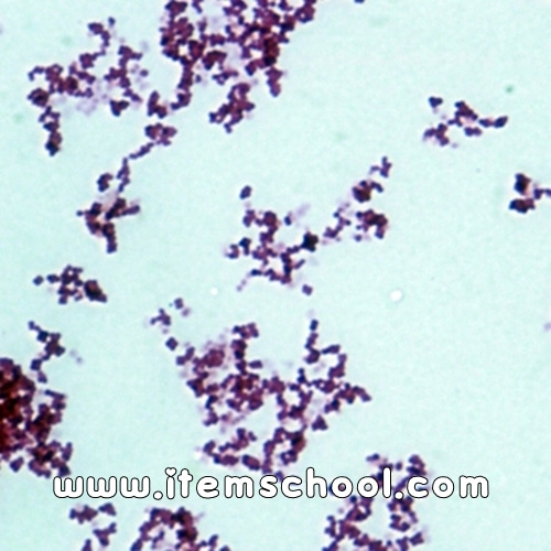포도상구균(Coccus)