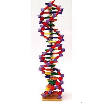 DNA모델 I (Molymod)