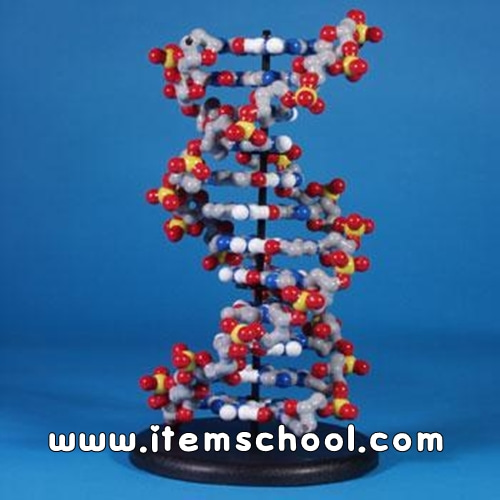 DNA 모델 II