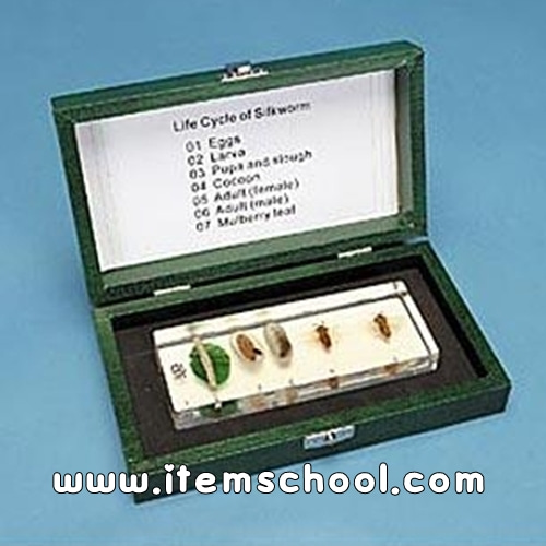Silkworm Life Cycle (누에나방의생애)