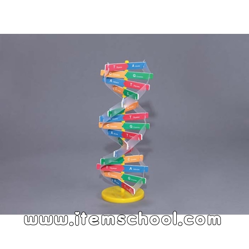 DNA이중나선입체구조조립키트(10인용)