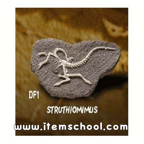 공룡화석발굴-시투루시오미무스[DF1]