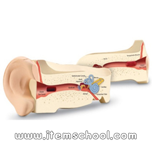 인체 청각기관 단면모형 Ear Model