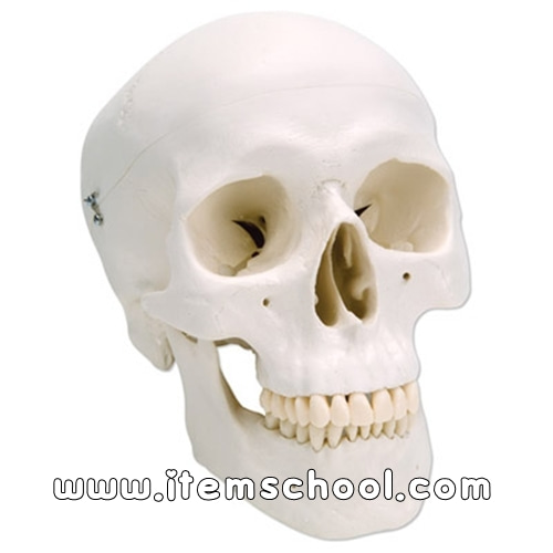 두개골모형(3Part)Classic Human Skull Model, 3 part