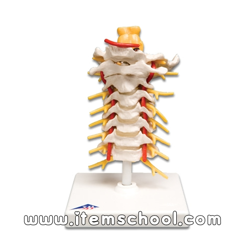 경추모형 Cervical Spinal Column