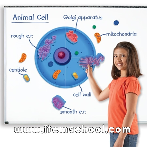 동물세포자석자료세트 Magnetic Animal Cells