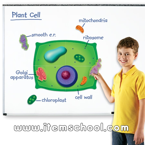 식물세포자석자료세트 Magnetic Plant Cells