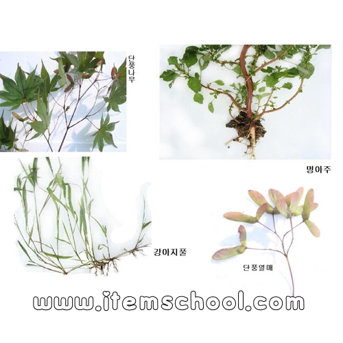 명아주-강아지풀-단풍나무