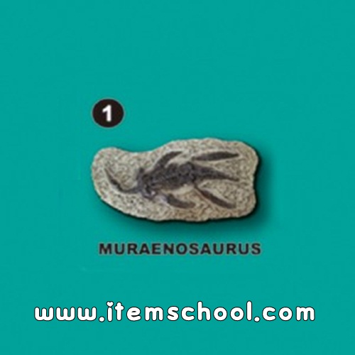 [수중생물화석발굴] 무라에노사우루스 [SA1]