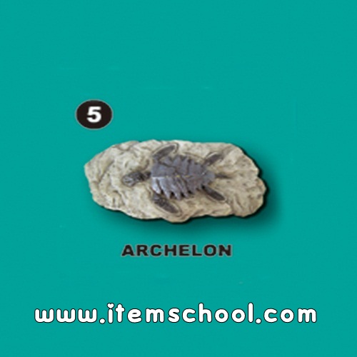 [수중생물화석발굴] 아르켈론 [SA5]