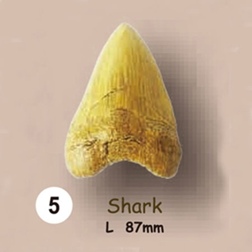 이빨화석발굴 - 상어 Shark [TF5]