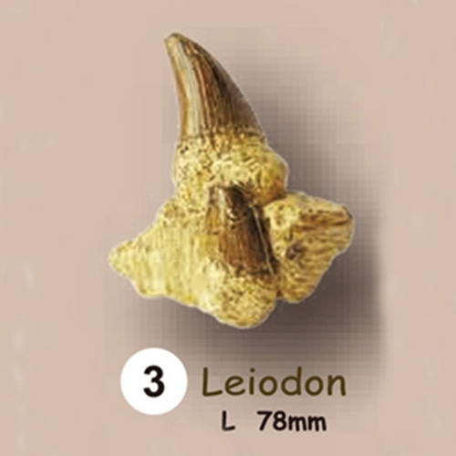 이빨화석발굴 - 레이오돈 Leiodon [TF3]