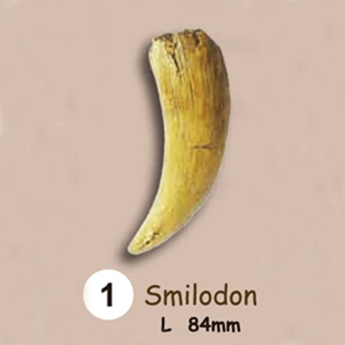 이빨화석발굴 - 스밀로돈 Smilodon [TF1]