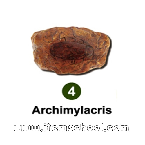 곤충화석발굴 - 고대바퀴벌레 Archimylacris [IF4]