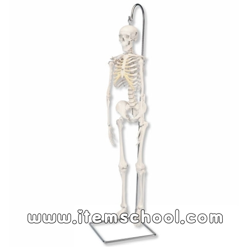 미니전신골격모형(고리 걸쇠형) Mini Human Skeleton - on hanging stand A18/1 [1000040]