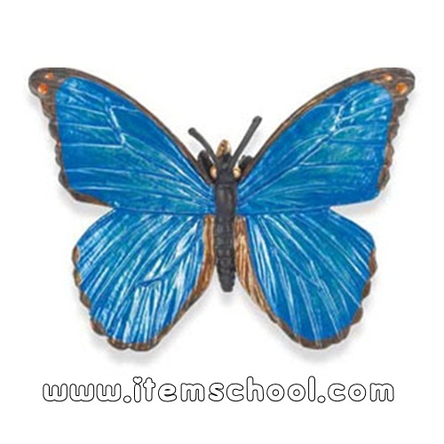 몰포나비 Blue Morpho Butterfly