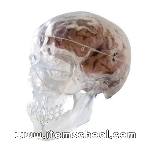 두개골 투명모형 Transparent Classic Human Skull Model A20/T [1000051]