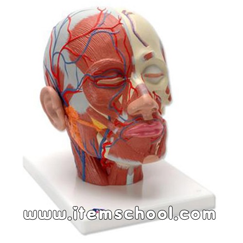 혈관있는 얼굴근육모형 Head Musculature additionally with Blood Vessels