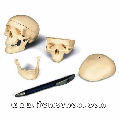 축소두개골(3파트분리) Mini Human Skull Model, 3 part - skullcap, base of skull, mandible