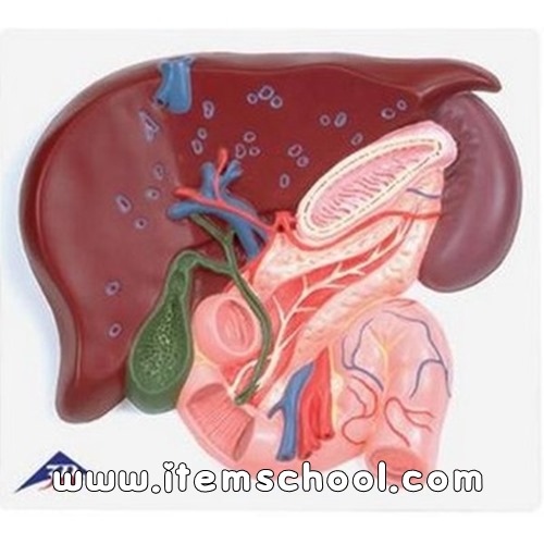 간, 담낭, 이자, 십이지장 모형 Liver with Gall Bladder, Pancreas and Duodenum